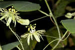 Yellow passionflower